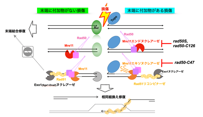 通常の細胞内でDNA断裂の際におこる修復反応(左側:末端に付加物がない損傷)と、エキソヌクレアーゼ活性を持たない変異株で断裂末端に結合したタンパク質を除去できず修復できない反応(右側:末端に付加物がある損傷)のモデル図