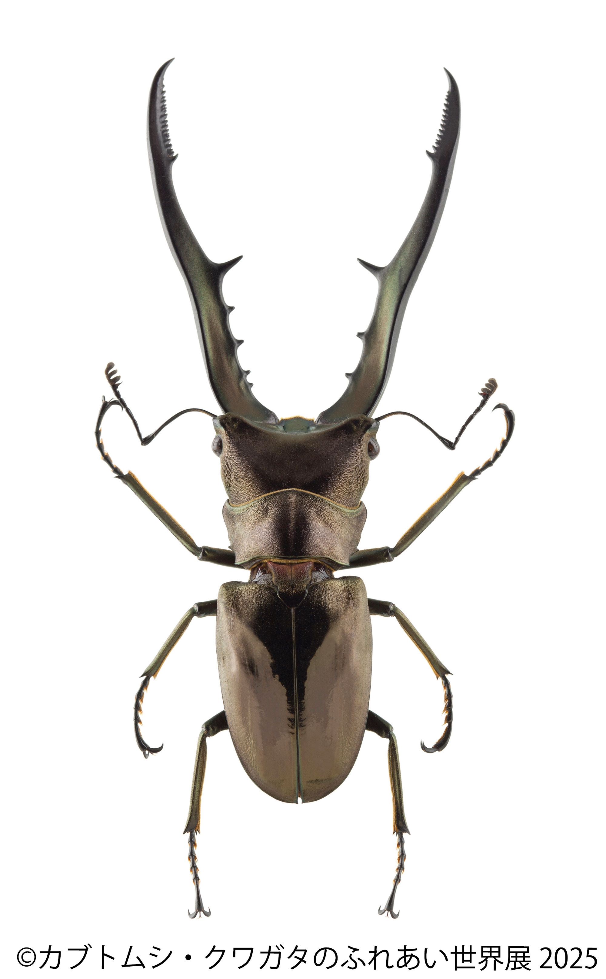 カブトムシ・クワガタのふれあい世界展 展示:メタリフェルホソアカクワガタ