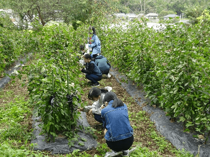 綿花の収穫体験