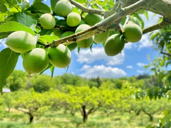 叶 匠壽庵の梅狩りイベントが6月14日から開催！