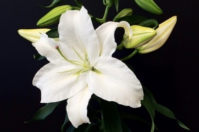 SUZZCm7GGjMSmBT1olIv.jpeg?w=940&h=940