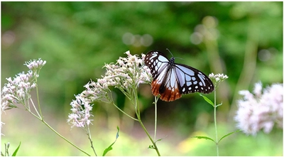秋を連れてくる“渡り蝶”「アサギマダラ」が 六甲高山植物園に飛来！