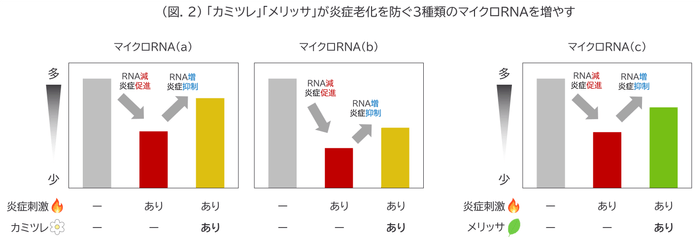 (図.2) 「カミツレ」「メリッサ」が炎症老化を防ぐ3種類のマイクロRNAを増やす