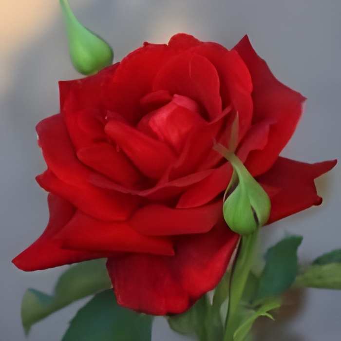 ‘パパメイアン’