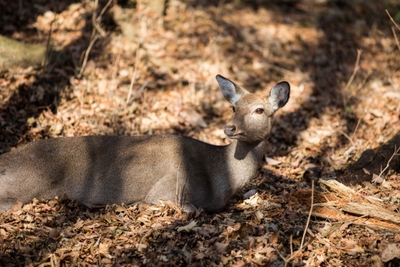 SZMe0kYm0W6kVVd7W923.jpg?w=940&h=940