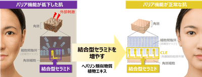 ヘパリン類似物質や複数の植物エキスが結合型セラミドを増やし、 肌のバリア機能を高めるイメージ図
