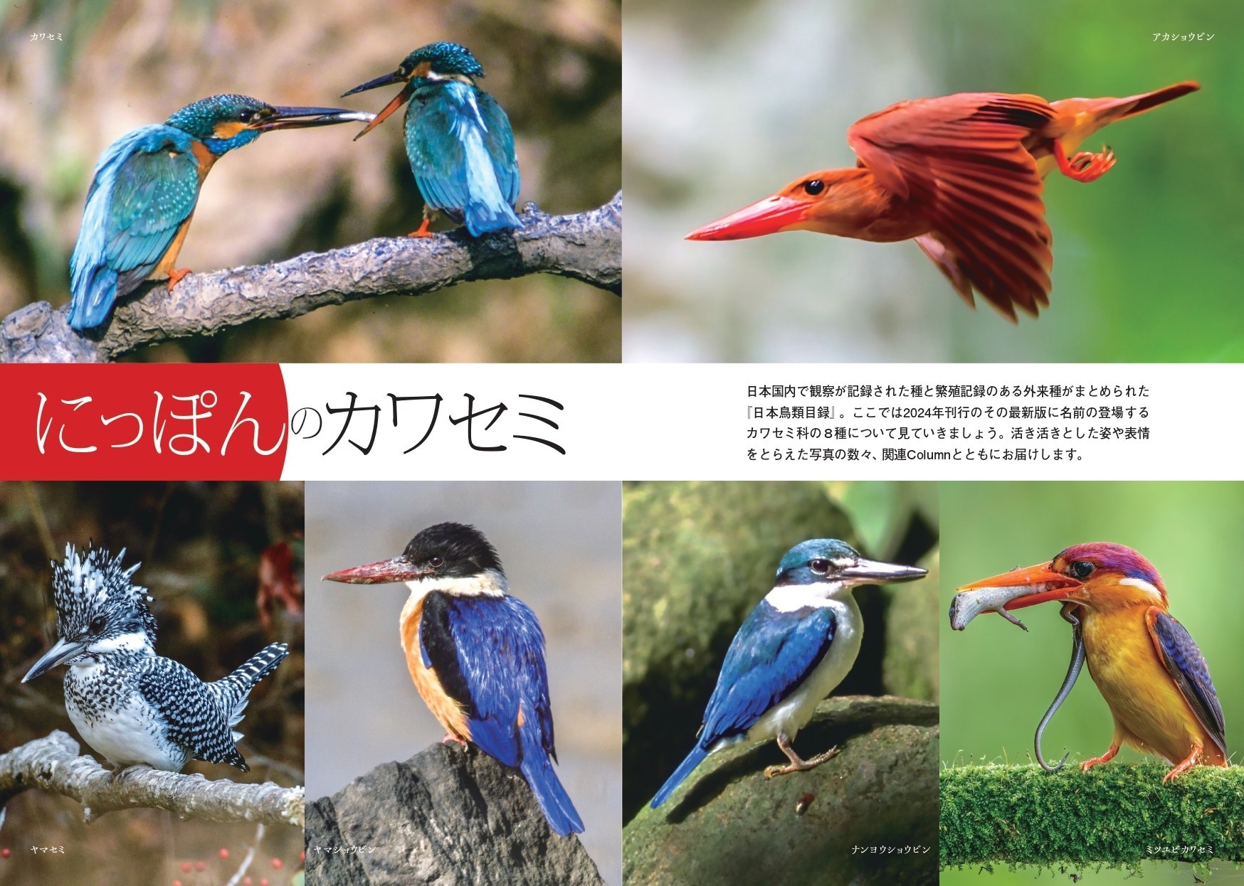 にっぽんのカワセミ