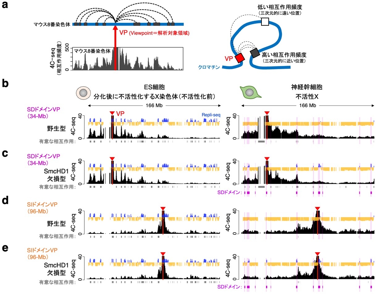 図3 4C-seq法による野生型およびSmcHD1欠損型細胞のX染色体の3次元構造解析