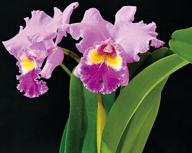 ShT9E3Drx4EHDeigJi0Q.jpg?w=940&h=940