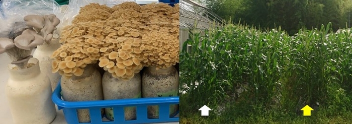 図1 コーヒー菌床で栽培したエノキタケ(右)とヒラタケ(左)(左)、図2 化成肥料(白色矢印)とコーヒー廃菌床(黄色矢印)で栽培したトウモロコシ(右)