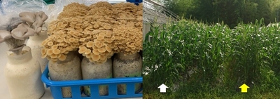 図1 コーヒー菌床で栽培したエノキタケ（右）とヒラタケ（左）（左）、図2 化成肥料（白色矢印）とコーヒー廃菌床（黄色矢印）で栽培したトウモロコシ（右）