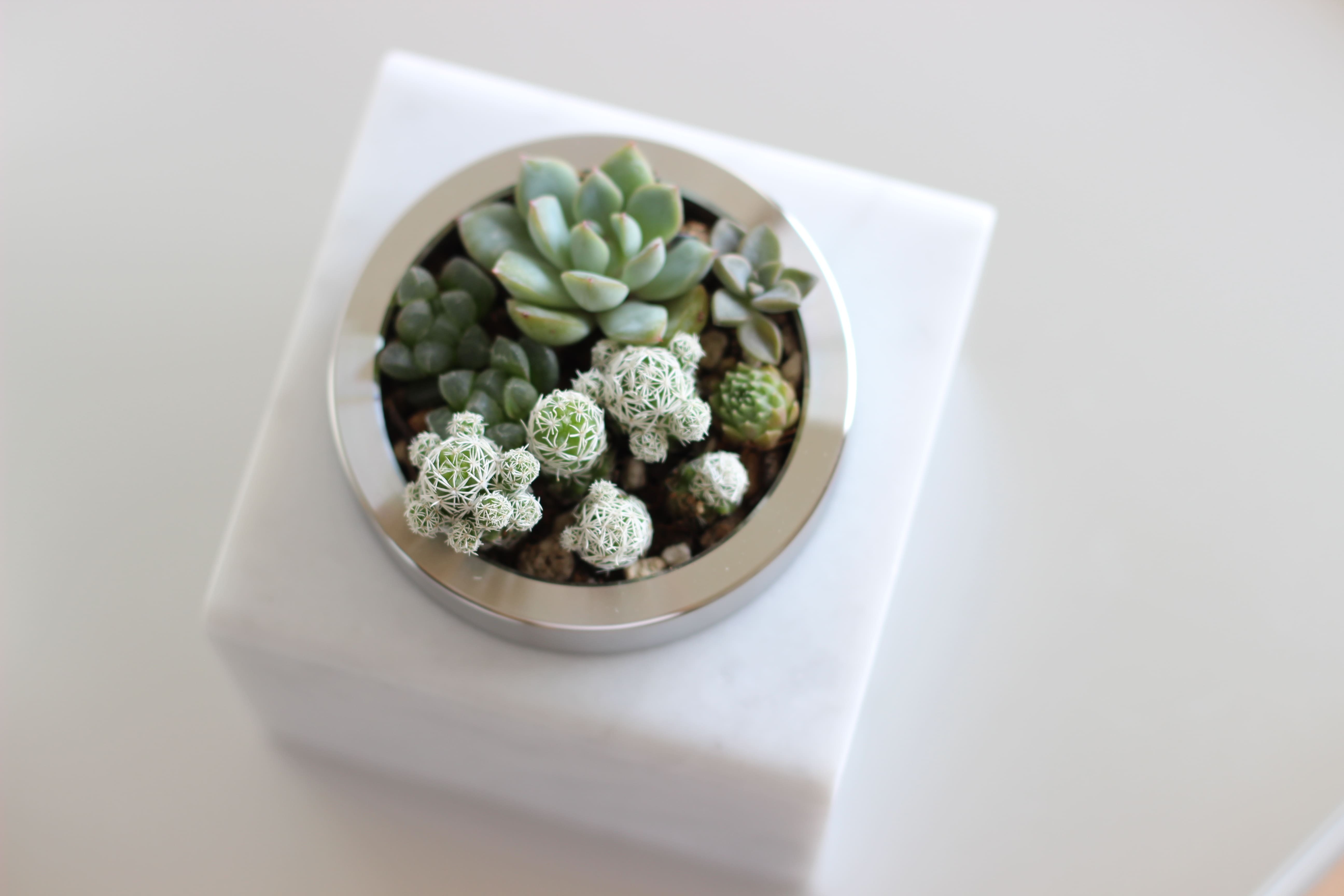 多肉植物を寄せ植えした俯瞰写真