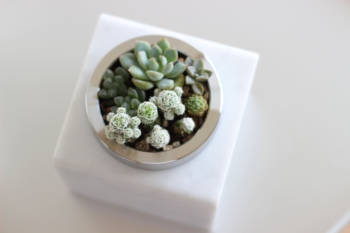 多肉植物を寄せ植えした俯瞰写真