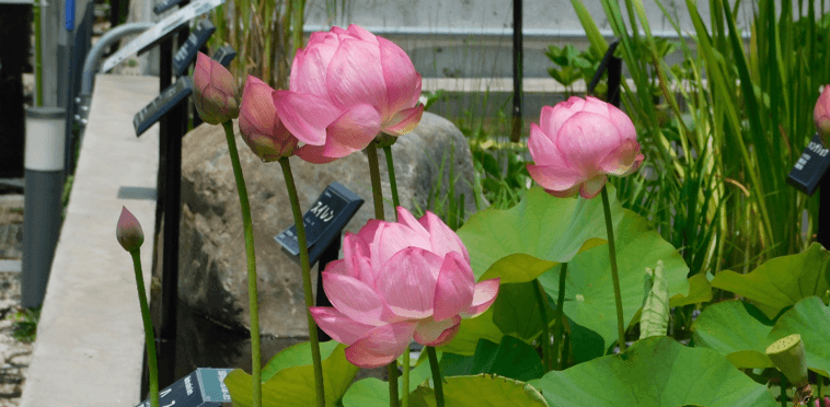近畿大学薬学部薬用植物園で講演会と見学会を開催　地域の方々に薬用植物や生薬・漢方について学ぶ機会を提供