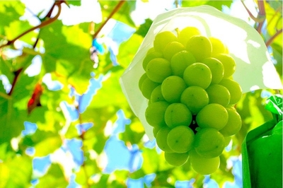 SmmfJ78C2R3NiwO4sLLW.jpg?w=940&h=940