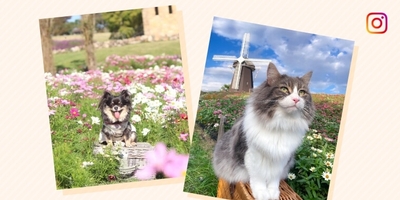 SqXwBP3TSksiYrlNFlzM.jpg?w=940&h=940