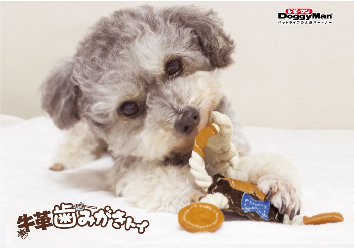 牛革歯みがきトイ 使用イメージ