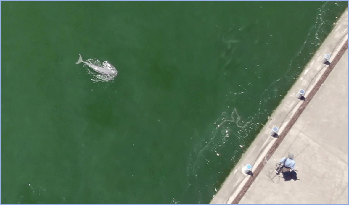 千葉科学大学前の銚子マリーナ スナメリと釣り人