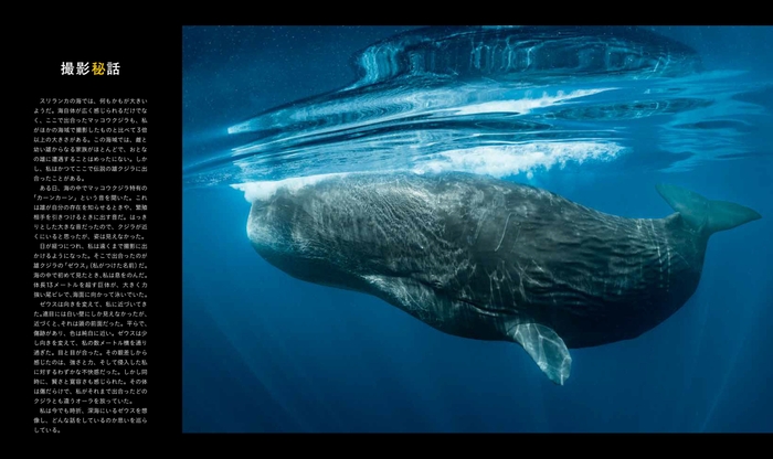 『クジラ 海の巨人』中面