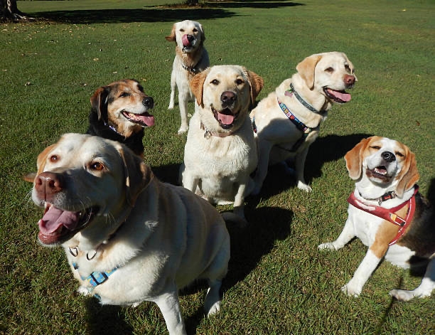 たくさんのわんちゃんが集まる