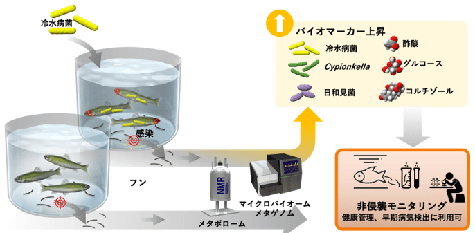 冷水病に感染したアユのフンから特徴的なバイオマーカーを発見