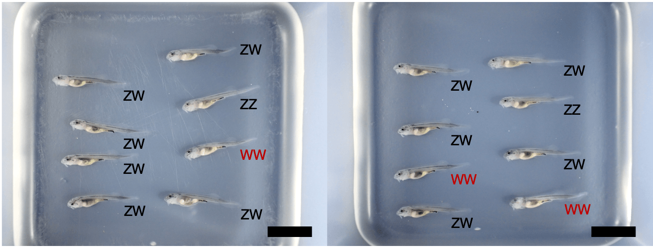 図1:雌性発生により生まれたチョウザメの浮上稚魚(授精後20日齢のベステルF3:ZZ=オス、ZW=メス、WW=超メス、黒棒=10mm)