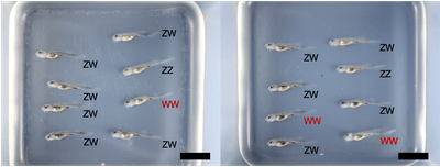 図1：雌性発生により生まれたチョウザメの浮上稚魚（授精後20日齢のベステルF3：ZZ＝オス、ZW＝メス、WW=超メス、黒棒＝10mm）