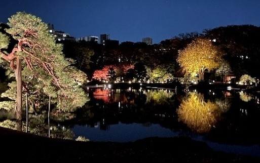 紅葉のライトアップ(昨年の様子)