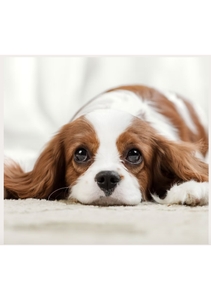 T7rO6Gx5VSPgiViwXmpk.jpg?w=940&h=940