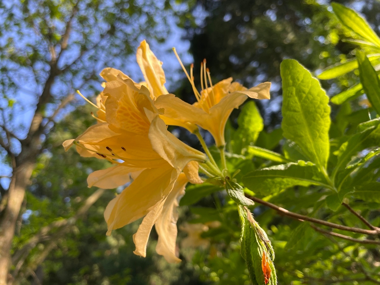 【八ッ杉和ハーブロード】にて