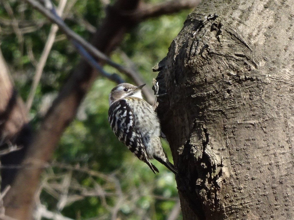 つぶらな瞳が可愛いですね(コゲラ)