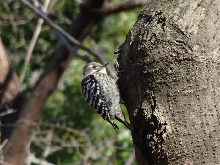 つぶらな瞳が可愛いですね(コゲラ)