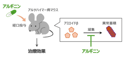 図1　アルギニンがアミロイドβの凝集を抑え、治療効果を示すことを確認