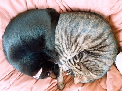 TDAjcL7DHflWxkXqdzu8.jpeg?w=940&h=940