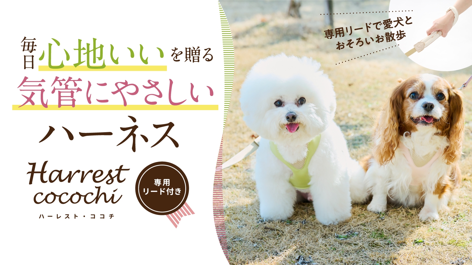 累計約5千個販売の犬用サポーター：気管を圧迫しないハーネス「ハーレスト」待望の第2弾！「アニサポハーレスト cocochi(ココチ)」をMakuakeにてクラウドファンディング開始！