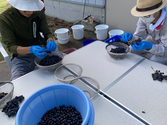 良い実のみ選別