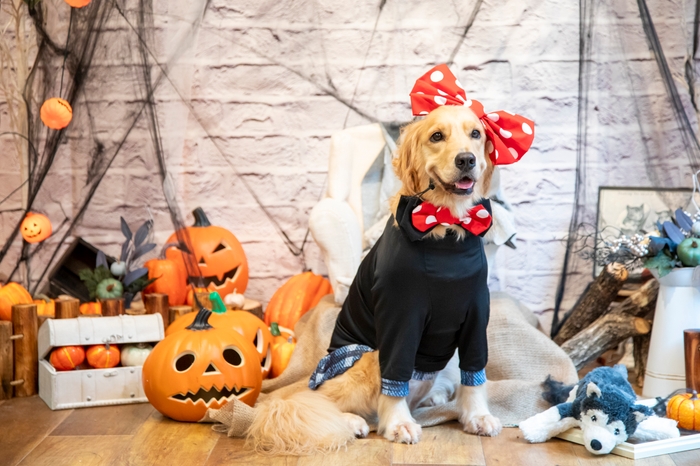 わんちゃんハロウィンフォト