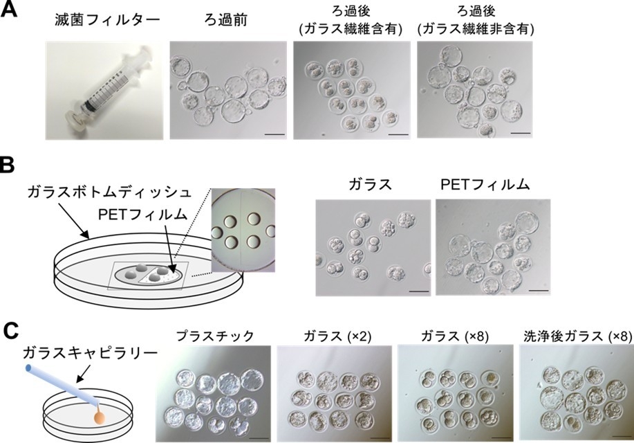 図1 マウス着床前胚に対するガラス器具の影響