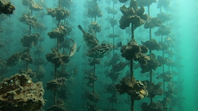 カキの間を泳ぐ魚たち