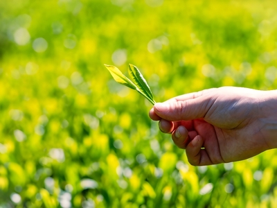 TNkSpmFgtzqp6VHdfZhU.jpg?w=940&h=940