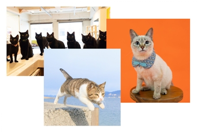 TOoDcaPaonTn1Peg2jHW.jpg?w=940&h=940