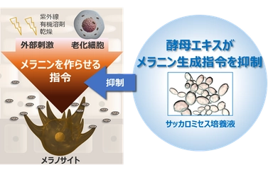 シミの引き金であるメラニン生成指令を酵母エキスが抑制 ～サッカロミセス培養液の新たな作用を発見～