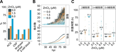 図3　ライブセルイメージングで検出された亜鉛に暴露したマウス胚の異常
