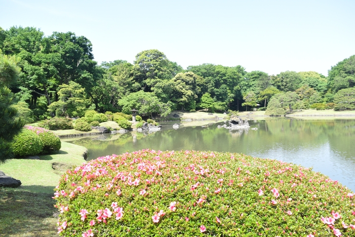 さつき(5月17日現在)