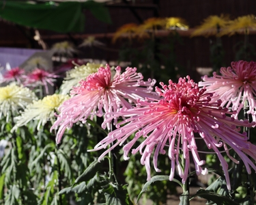 盆養（３本仕立て）