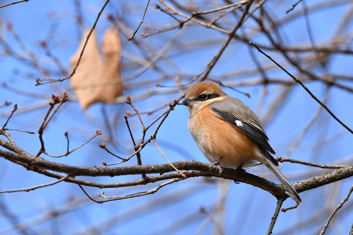 【小峰公園】あきる野の鳥見づくしを２月10日（土）に開催！秋川渓谷～小峰公園内までを散策します！
