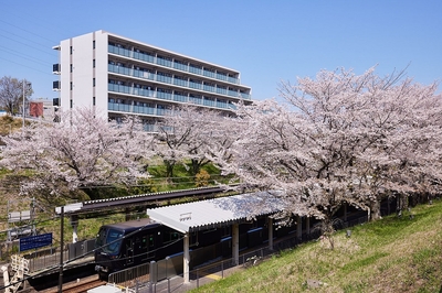 ノックス弥生台 桜テラス（2024年4月10日撮影）