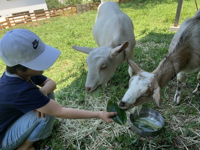 ヤギのお世話の様子