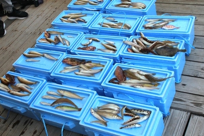 子どもたちが実際に釣った魚