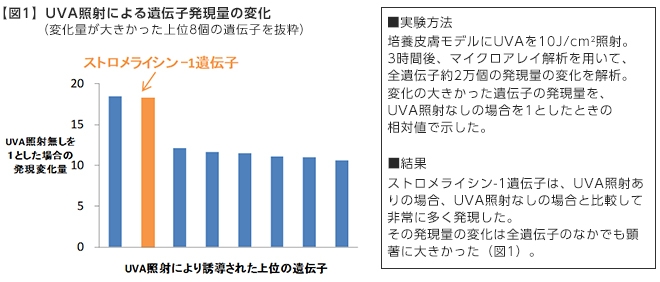 微量の紫外線(*1)でも、肌が乾燥するメカニズムを富士フイルムが解明